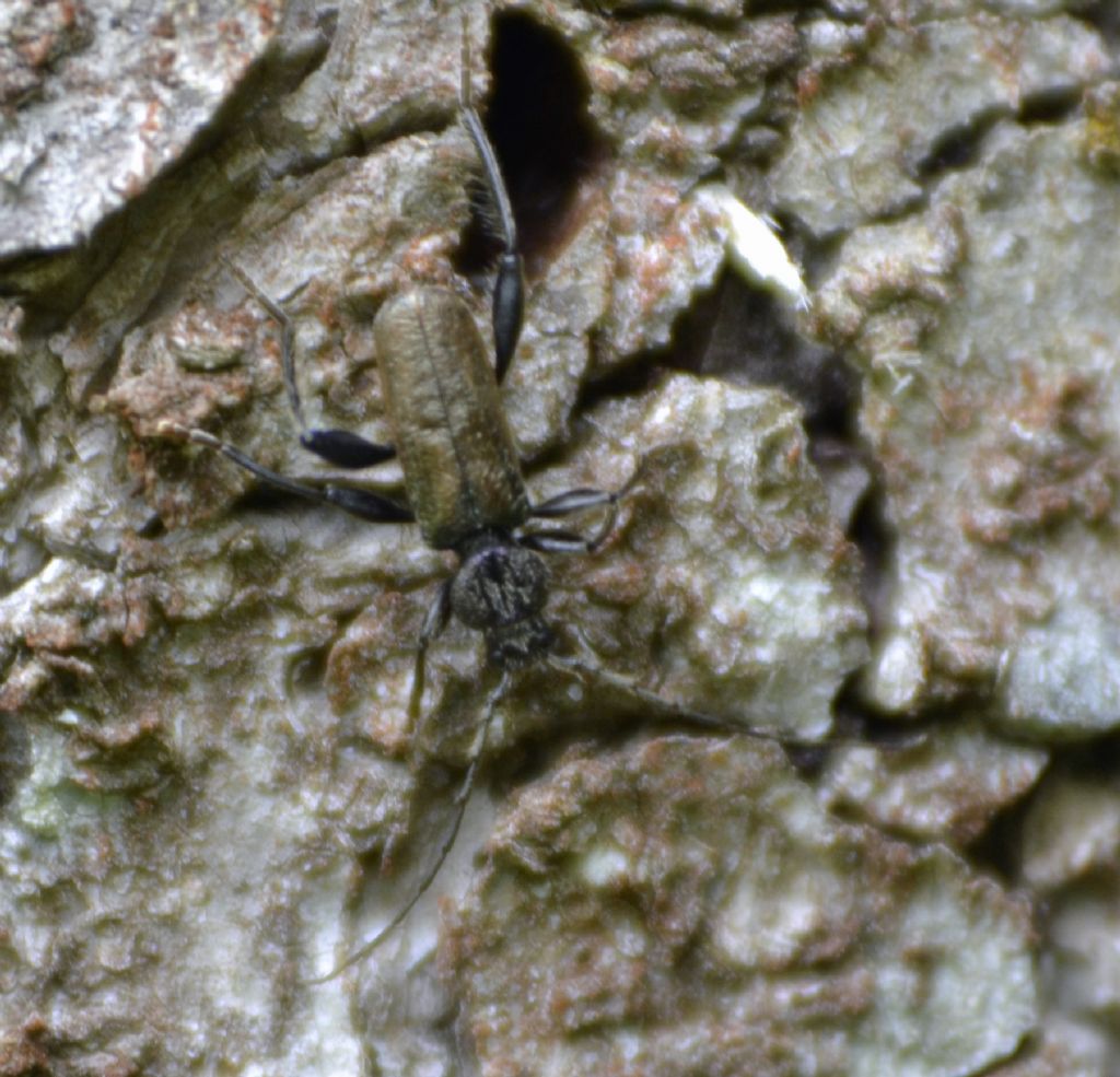 Callidium coriaceum e Tetropium castaneum, Cerambycidae